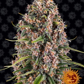 Blue Cheese