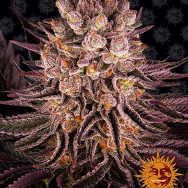 MIMOSA X ORANGE PUNCH