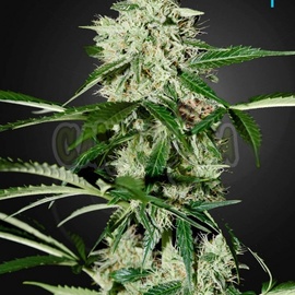 Northern Lights