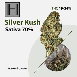 Silver Kush