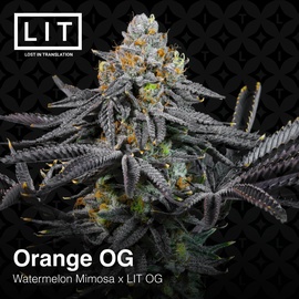Orange OG