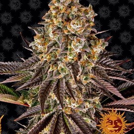 Gelato#45