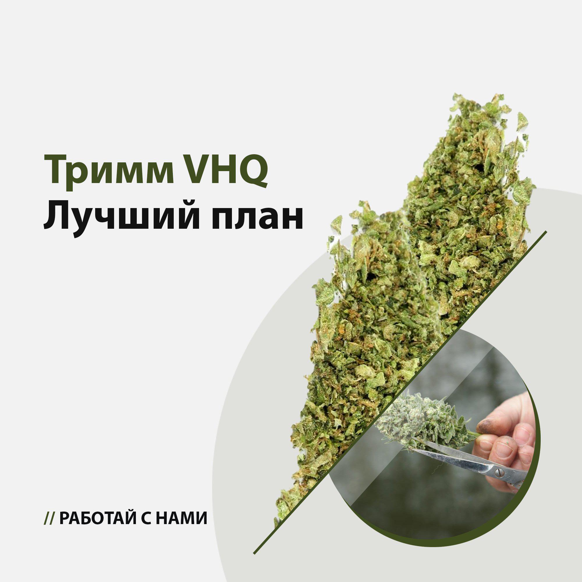 Тримм