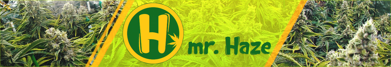 mr.Haze